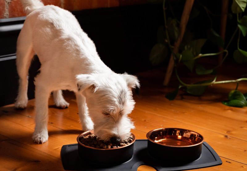 What do dogs eat? Foods dogs can eat. Petstock NZ Blog